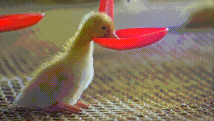 1686029593683180.gif 8.gif